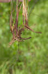 Ouachita Mountain sedge